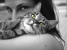 gallery/animals-617305_640